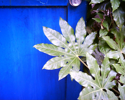 【写真】VQ1005で撮影した青ドアと葉っぱ