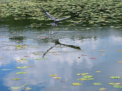 Heron on Lauderdale Lakes