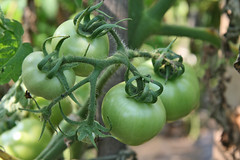 my tomatoes 5
