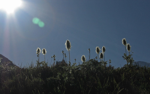 beargrass in the sun