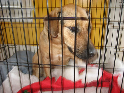 Help me cheer up Taxi Dog when whe is caged