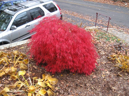 weeping japanese maple varieties. the many Japanese maple .