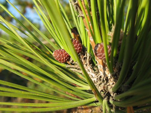tiny pinecones