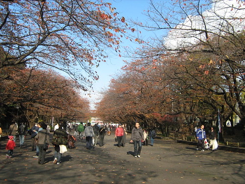 Autumn leaves at Ueno Park 3