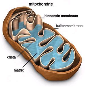 mitochondrie overzicht
