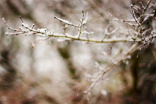 Branches in the snow.