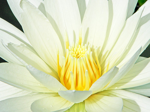 White Water Lily by janruss.