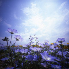 Blue sky, blue flowers 2008