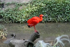 Red Fishing bird