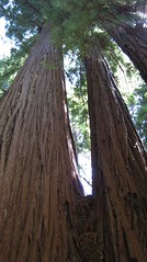 redwood_up