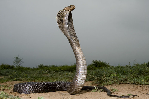 Majestic Indian Cobra !! by Captain Suresh