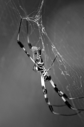 Golden Silk Spider (B&W)