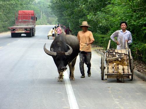 Buffalo near Yeji, Anhui Province, China