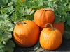 More pumpkins
