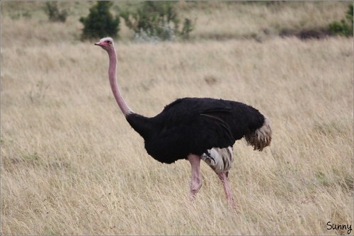 你拍攝的 94  Masai Mara - Ostrich。