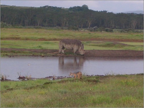 你拍攝的 52 Lake Nakuru - Rhino & Jackal。