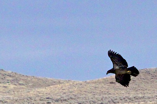 golden eagle in flight. Golden Eagle in flight