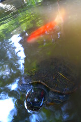 turtle & colored carp