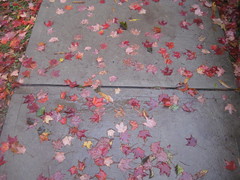 Red Leaves on sidewalk