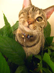 Maggie, jungle cat