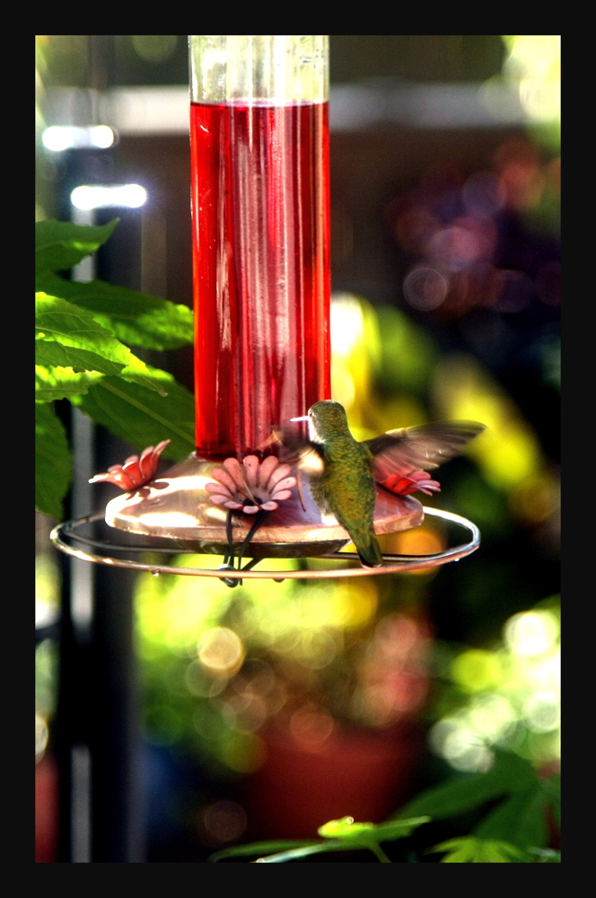 My hummingbird and his own Thanksgiving feast