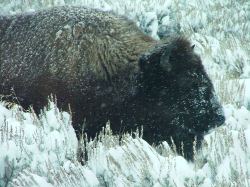 Buffalo on Gros Ventre Road 