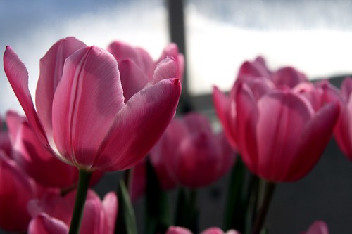 tiptoeing through the tulips