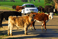 IMG_4556_Cattle_Drive