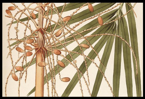 Phœnix reclinata - Senegal Date Palm