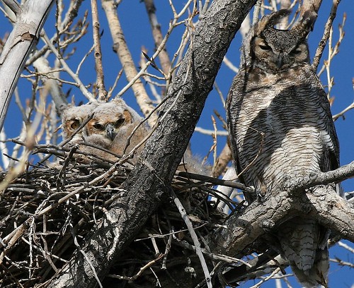 Baby Great horned Owls