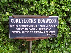 curlylocks boxwood2
