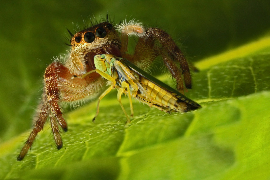 Jumping Spider (Phidippus princeps) with Leafhopper (Graphocephala versuta) prey