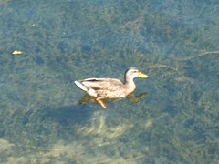 Duck swimming in Belmont Harbor. Chicago Illinois. September 2006.