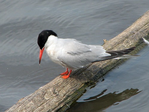 Common Tern at Starrevaart