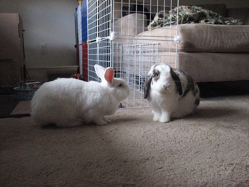 gus and betsy plotting mischief