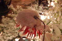 Dahlia in snow at night