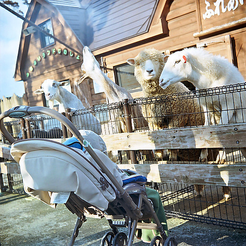 Goats and sheep are negotiating with a baby