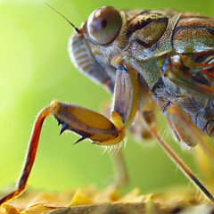 Cicada, Singapore Botanic Garden, Macro