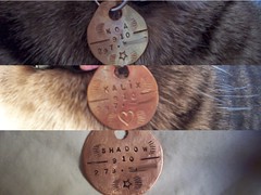 kitty and doggy tags