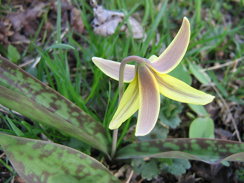 Trout lily bloom