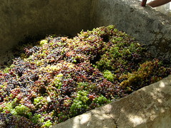 wine press ramni hania chania
