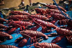 Lobster Army