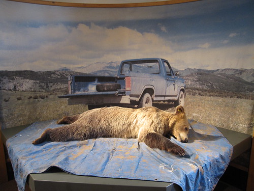 montana - dead fake bear