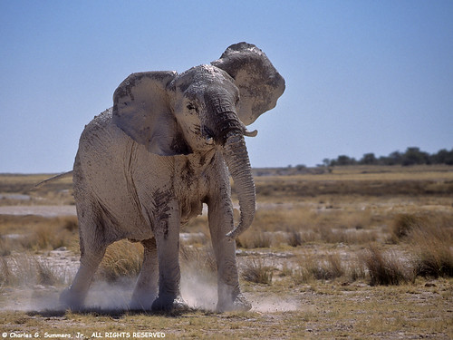 african elephant head. 05400-10420 Elephant Cow