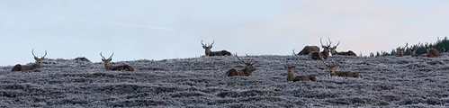 Red deer stags (3)