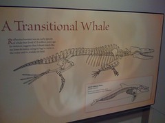 A transitional whale