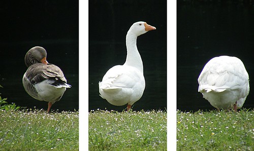 trois oies / three geese ©  OliBac