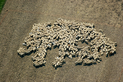 Flock of sheep da Aerial Photography.