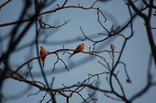 Mourning Doves at almost dusk