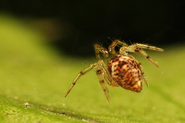 Common house spider (Achaearanea tepidariorum)